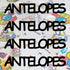 Custom-Fetti Team - ANTELOPES Black